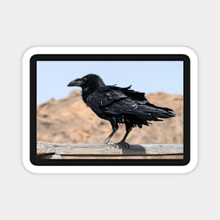 crow Magnet