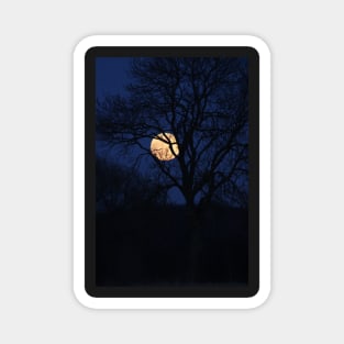 beautiful full moon with tree silhouette and dark blue sky Magnet