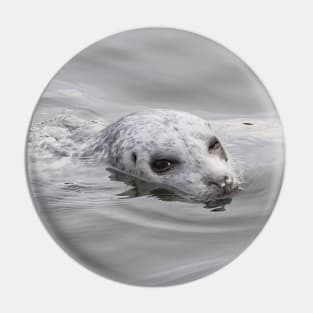 Cheeky Harbor Seal Winks at the Photographer Pin