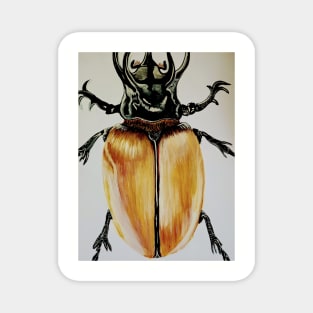 Beetle Magnet