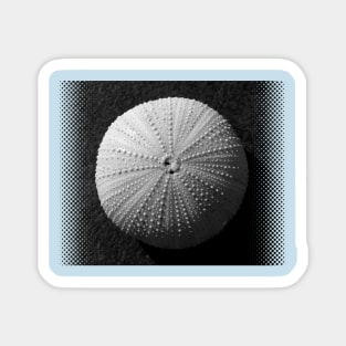 Seashell Magnet