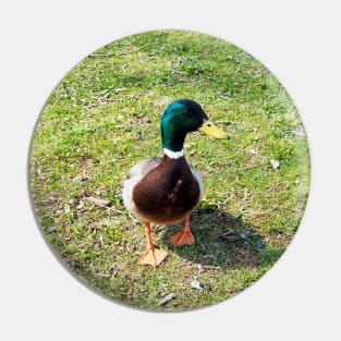 A Cute Mallard Duck Waiting To Be Fed, Staring Pin