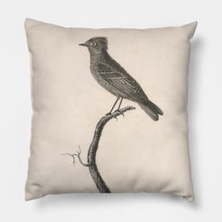 Male Ruby Kinglet Pillow