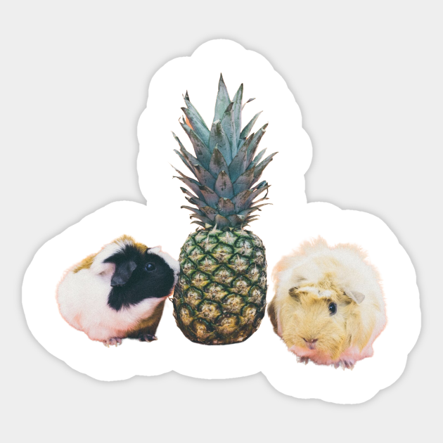 pineapple for guinea pigs