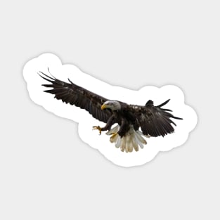 Bald Eagle Magnet