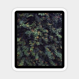 Autumn leaves - Abstract photography Magnet