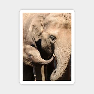 Asian Elephants Magnet