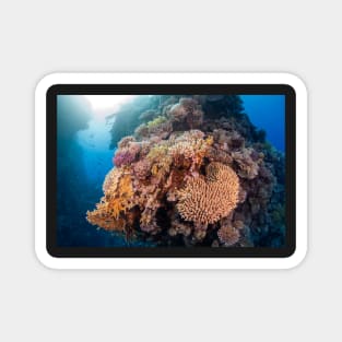 Colourful Hard Coral boulder Magnet