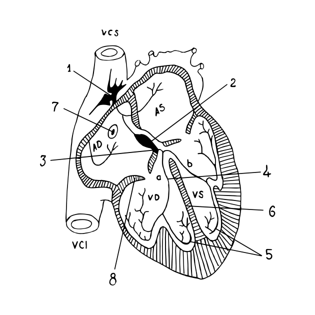 Anatomical Heart by euglenii