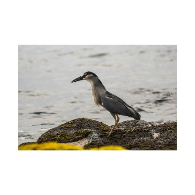 Black-crowned night heron of hawaii 2 by KensLensDesigns