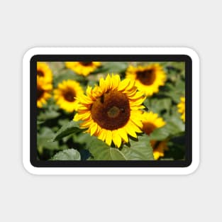 Sunflower, sunflower, (Helianthus annuus) Magnet