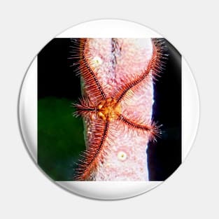 Brittle Sea Star Fish Pin