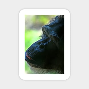 Chimpanzee Magnet