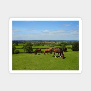 Horses grazing in the Cotswolds Magnet