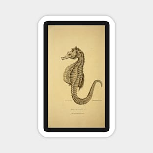 Hippocampus: seahorse Magnet