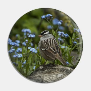 White Crowned Sparrow Pin