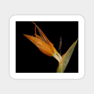 Bird of Paradise closeup Magnet