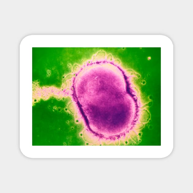 Neisseria meningitidis bacterium (B220/0582) Magnet by SciencePhoto