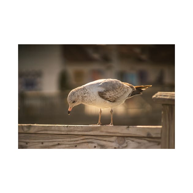 Medium gull by KensLensDesigns