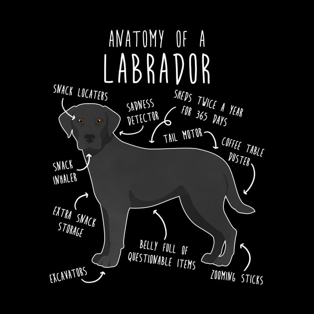 Black Labrador Retriever Dog Anatomy by Psitta