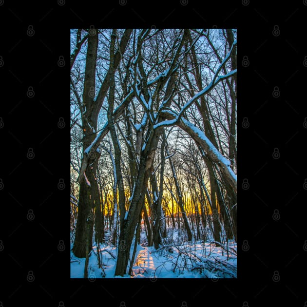 Winter landscape - frosty trees in snowy forest in the sunny morning. Tranquil winter nature in sunlight by Olga Berlet