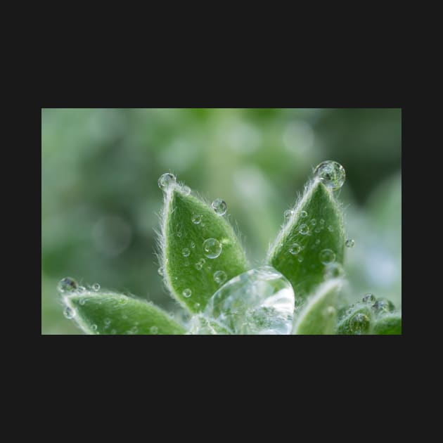 Hairy Canaryflower by mariola5