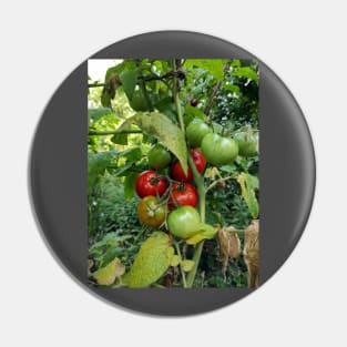 Red tomatoes are waiting for harvest Pin