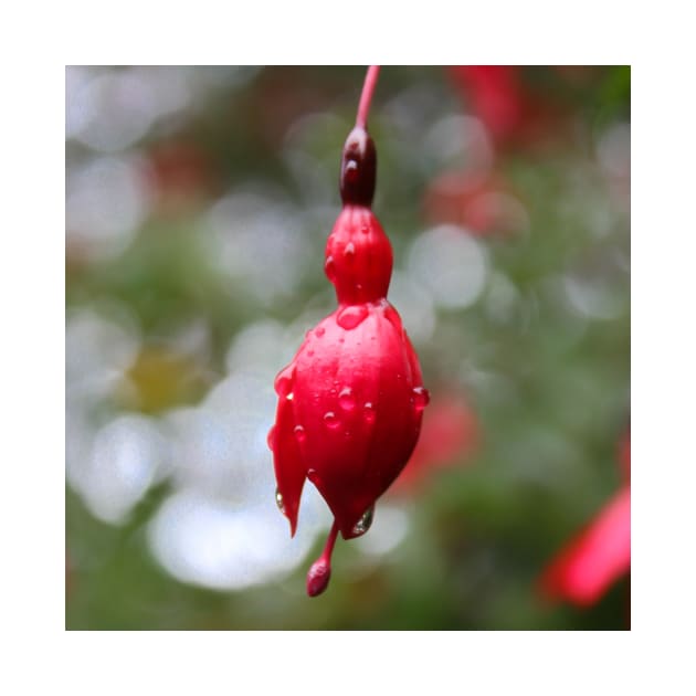 Beautiful pink flower bud on a rainy day by chiaravisuals