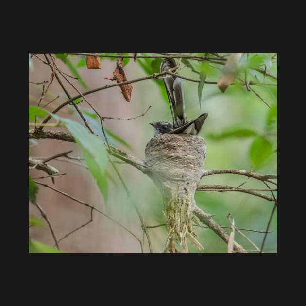 Fantail in nest by Bevlyn