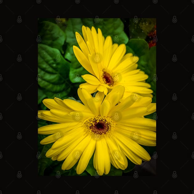 Yellow Gerbera Flowers Floral Plant by eleonoraingrid