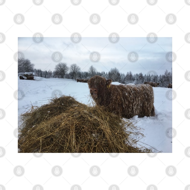 Scottish Highland Cattle Calf 1881 by SaarelaHighland