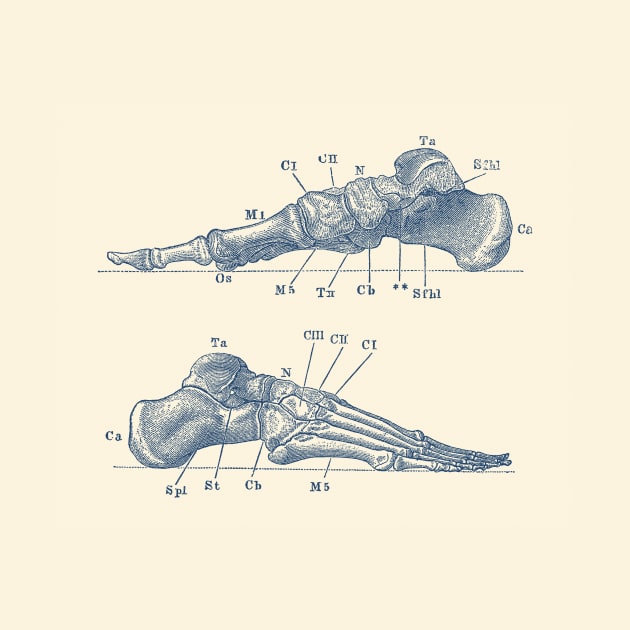 Skeletal Foot Diagram - Dual View - Anatomy Print by Vintage Anatomy Prints