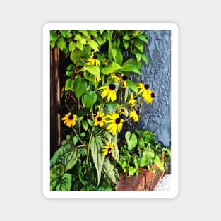 Black Eyed Susans By Stone Wall Magnet