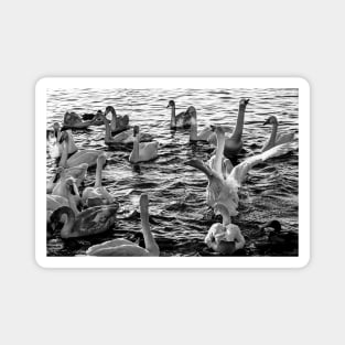 Swan Lake B&W Magnet