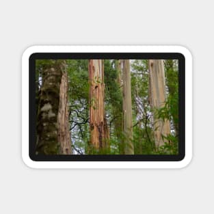 Four tree trunks in Otway National Park. Magnet