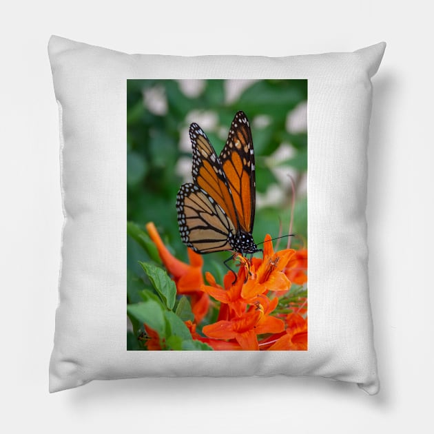 Monarch Butterfly on Cape Honeysuckle Pillow by Debra Martz