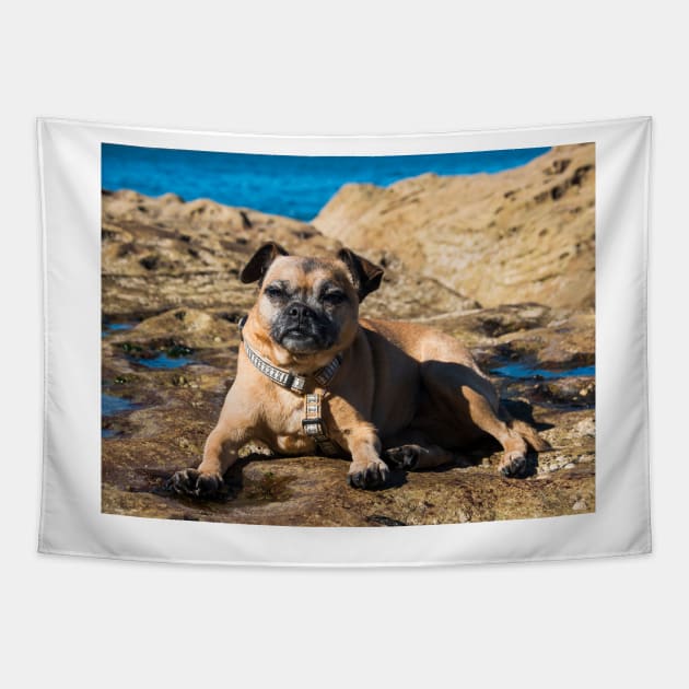 Pug cross jack russell dog sitting on rocks at umina beach on nsw central coast Tapestry by Geoff79