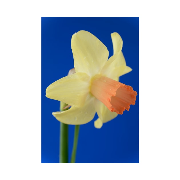 Narcissus  &#39;Prototype&#39;   Division 6 Cyclamineus Daffodil by chrisburrows