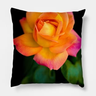 A Beautiful Arundel Rose Pillow