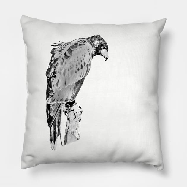 Drawing conversion of Harris Hawk Pillow by dalyndigaital2@gmail.com