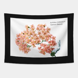 Achillea millefolium &#39;Salmon Beauty&#39; Tapestry