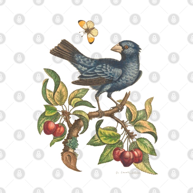 Bird Vintage Illustration by Biophilia