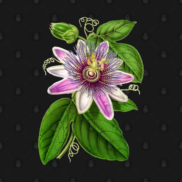 Passion Flower - Passion Vine botanical illustration by chimakingthings