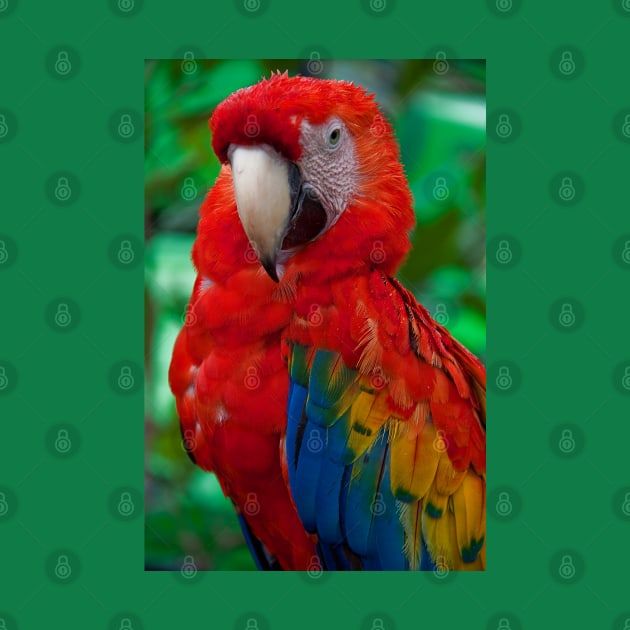 Panama. Bocas del Toro. Macaw. by vadim19