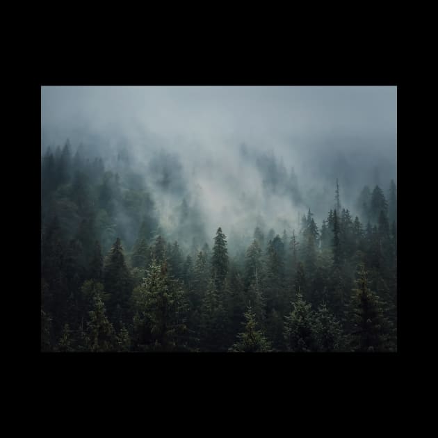 Sunlit foggy fir forest by psychoshadow