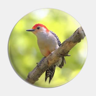 Red bellied woodpecker Pin