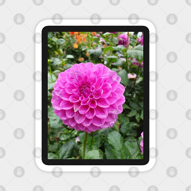 Rainy pink dahlia Magnet by claire-l-page