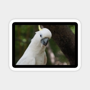 Cockatoo Drinking Magnet