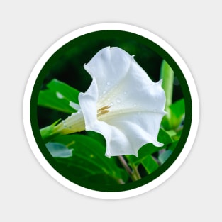 Datura Flower Photograph Magnet