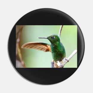 Buff-Tailed Coronet Bird Pin